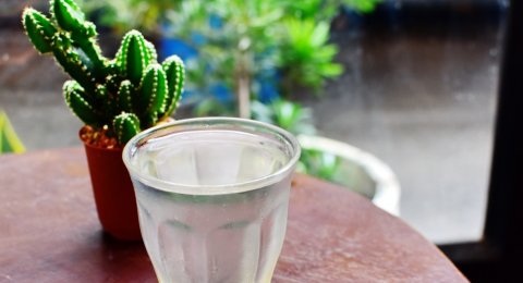 Bukan Cuma Jadi Tanaman Hias Ini 5 Manfaat Tumbuhan Kaktus Untuk Kesehatan