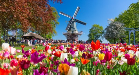 87 Gambar Taman Bunga Tulip Belanda Terlihat Keren