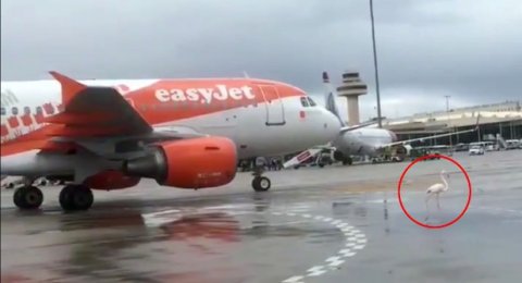 Pesawat Delay Gara Gara Seekor Burung Flamingo