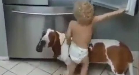Kerja Sama Balita Dan Anjing Ini Sukses Mengundang Tawa