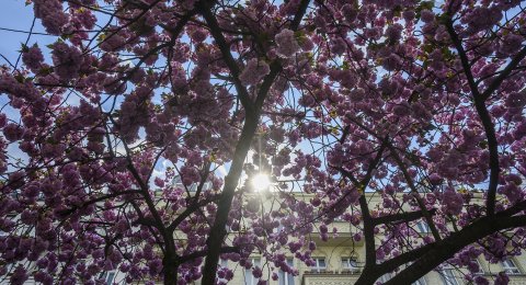  Gambar  Bunga  Sakura Yang  Belum  Diwarnai  Koleksi Gambar  Bunga 