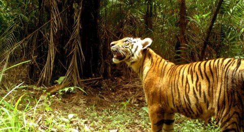 Download 99 Koleksi Gambar Foto Harimau Sumatera Paling Baru Gratis HD