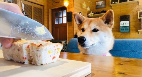 Gemas Ini Jadinya Ketika Anjing Punya Table Manner