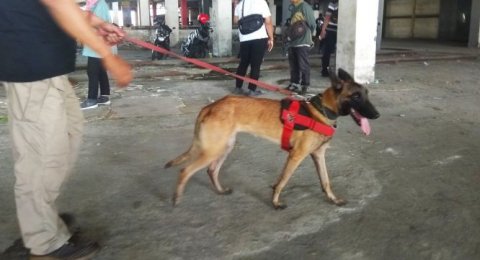 Buru Jejak Pelaku Mutilasi Polisi Kerahkan Anjing Pelacak