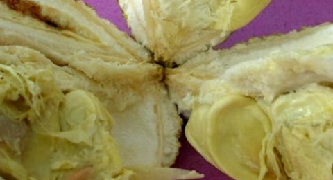 Download 460 Koleksi Gambar Durian Tanpa Duri Keren HD