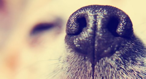 Unik Dari Kue Hingga Es Krim 5 Restoran Ini Sediakan Menu Khusus