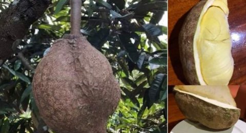 Download 460 Koleksi Gambar Durian Tanpa Duri Keren HD