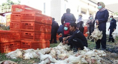 Harga Ayam Hidup Dibawah Hpp Peternak Dan Perusahan Sama Sama Buntung