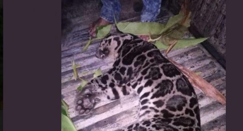 76 Gambar Hewan Macan Dahan HD Terbaru