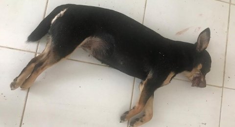 Ditemukan 100 Meter Dari Masjid Anjing Sm Tewas Terluka Di Bagian