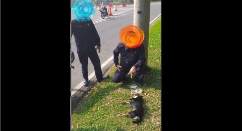 Anjing Yang Masuk Ke Masjid Ditemukan Mati Di Pinggir Jalan