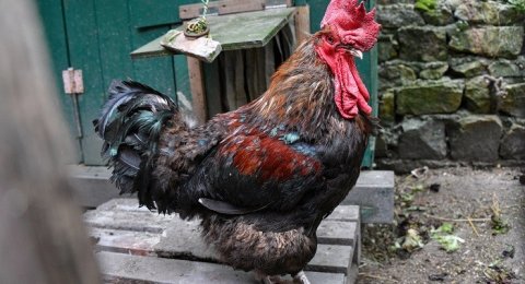 Ngamuk Gegara Ayam Jago Mati Hengki Aniaya Tetangganya Pakai Gas 12 Kg Suara Jatim