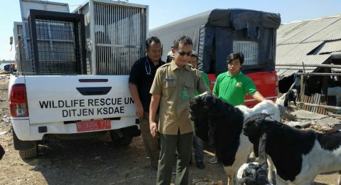 17+ Burung kasuari dapat ditemukan di terupdate