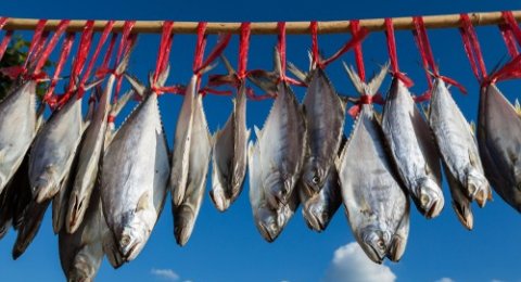 Ikan Masuk Lubang Pantat Orang Lihat Ini Yang Terjadi Setelah Di Perut