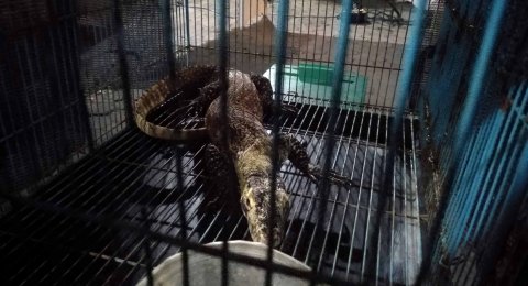 Bbksda Jatim Akan Lepasliarkan Enam Komodo Endemik Pulau Ontoloe