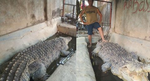 Biaya Makan Rp 1 Juta Per Hari Polisi Ini Pelihara Buaya Layaknya