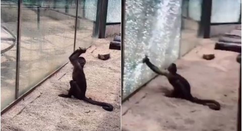 Ngeri Monyet Ini Tajamkan Batu Dan Pecahkan Kaca Kebun Binatang