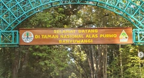Dijuluki Hutan Tertua Di Jawa Menilik Teduhnya Taman Nasional Alas Purwo