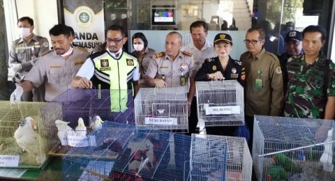 Bbkp Surabaya Gagalkan Penyelundupan 74 Ekor Satwa Terancam Punah