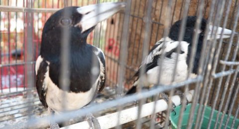 31++ Jenis burung langka di indonesia terupdate