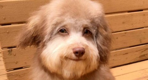 Bibir Melengkung Saat Tersenyum Anjing Ini Disebut Mirip Manusia