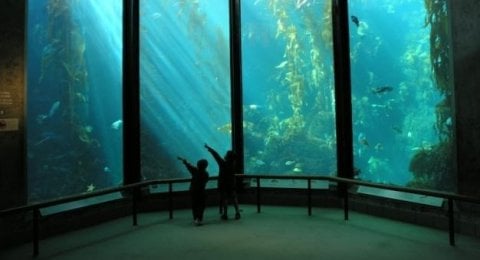 Bisa Bermalam Di Sini Potret Cantik Monterey Bay Aquarium Bagian 3