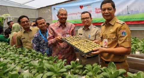  Apa  Yang Dimaksud  Budi  Daya Hidroponik nutrisi tanaman 