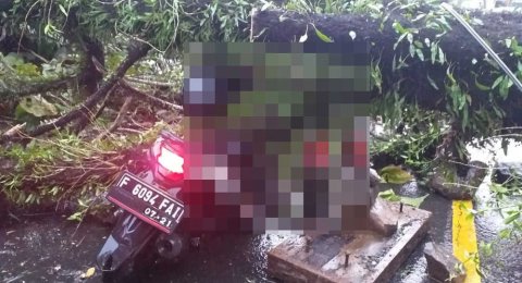 Pemotor Tewas Tertimpa Pohon Tumbang Saat Hujan Lebat Mengguyur Bogor