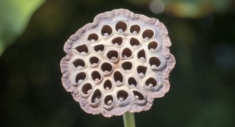 Banyak Orang Belum Tahu Ini 3 Fakta Tentang Trypophobia