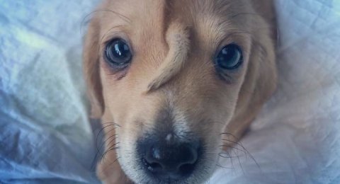 Heboh Anak Anjing Punya Ekor Di Dahi Seperti Unicorn