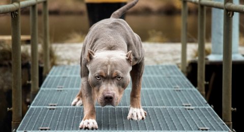 Muka Anaknya Hancur Digigit Pitbull Titipan Teman Begini Cerita