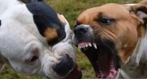 Ditinggal Ngojek Anak 8 Tahun Diamuk Anjing Pitbull Wajah Digigit