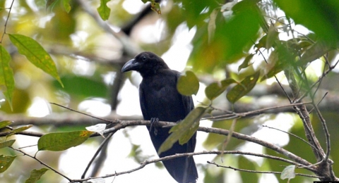Mengenal Ekosistem Karst Rumah Gagak Banggai Dan 13 Spesies
