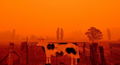 Ribuan Ternak Di Australia Mati Terpanggang Hingga Matang Akibat