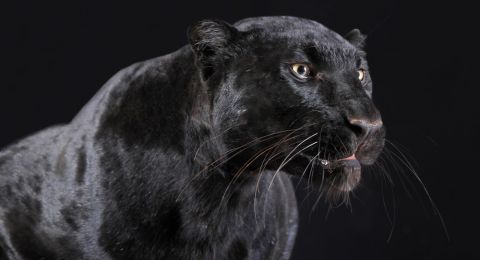 Dianggap Punah Macan Kumbang Sri Langka Kembali Ditemukan