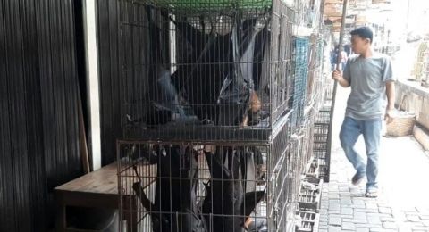 Kelelawar Buah Di Manado Dan Bogor Jadi Inang Coronavirus
