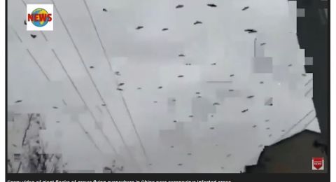 Heboh Video Ribuan Burung Gagak Serbu Kota Wuhan Warganet