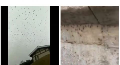 Usai Heboh Ribuan Gagak Kini Ditemukan Kawanan Nyamuk Raksasa Di