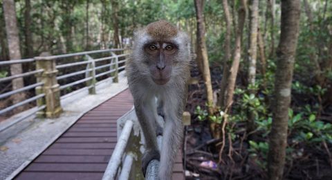 Viral Monyet Naik Papan Ring Basket Sekolah Auto Jadi Pusat Perhatian, Komentar Receh Warganet Bikin Ngakak