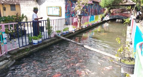 Dulu Kumuh Selokan Kampung Gedongkiwo Disulap Jadi Tempat Budidaya Ikan Suara Jogja<script async src=