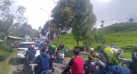 Wisata Kawah Putih Masih Ditutup, Ribuan Warga Malah Padati Kebun Teh