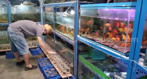 Wabah Corona Omzet Penjual Ikan Hias Kulon Progo Meningkat 75 Persen Suara Jogja