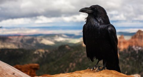 4 Arti Mimpi Burung Gagak Benarkah Pertanda Buruk