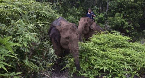 Mengapa Gajah di Riau Diberi Kartu Identitas?