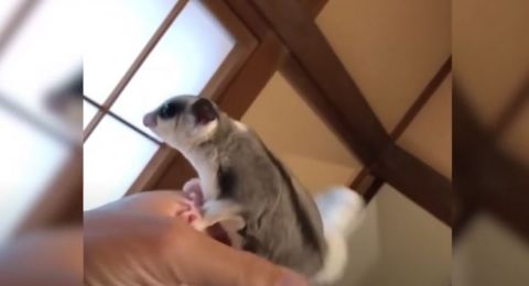 Dua Spesies Baru Sugar Glider Ditemukan Ilmuwan Malah Khawatirkan Hal Ini