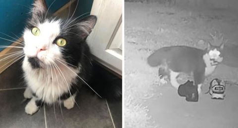 Nakal Kucing Ini Gemar Curi Sepatu Tetangga Hingga Terkumpul 50 Pasang