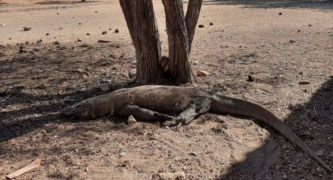 Komodo Disebut Nyaris Punah, Bagaimana Politik Lingkungan Memandangnya?
