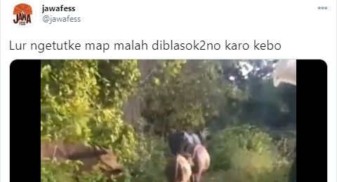 Ikuti Arahan Google Maps Pria Ini Malah Kesasar Mengikuti Rombongan Kerbau Suara Jogja