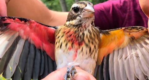 Spesies Langka Peneliti Temukan Burung Dengan Dua Jenis Kelamin