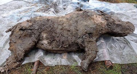 Penemuan badak berbulu berusia 50 ribu tahun. [Siberian Times]